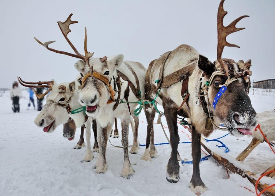 Combo TourHusky and Reindeer Sledding Ride in Levi - Included Amenities