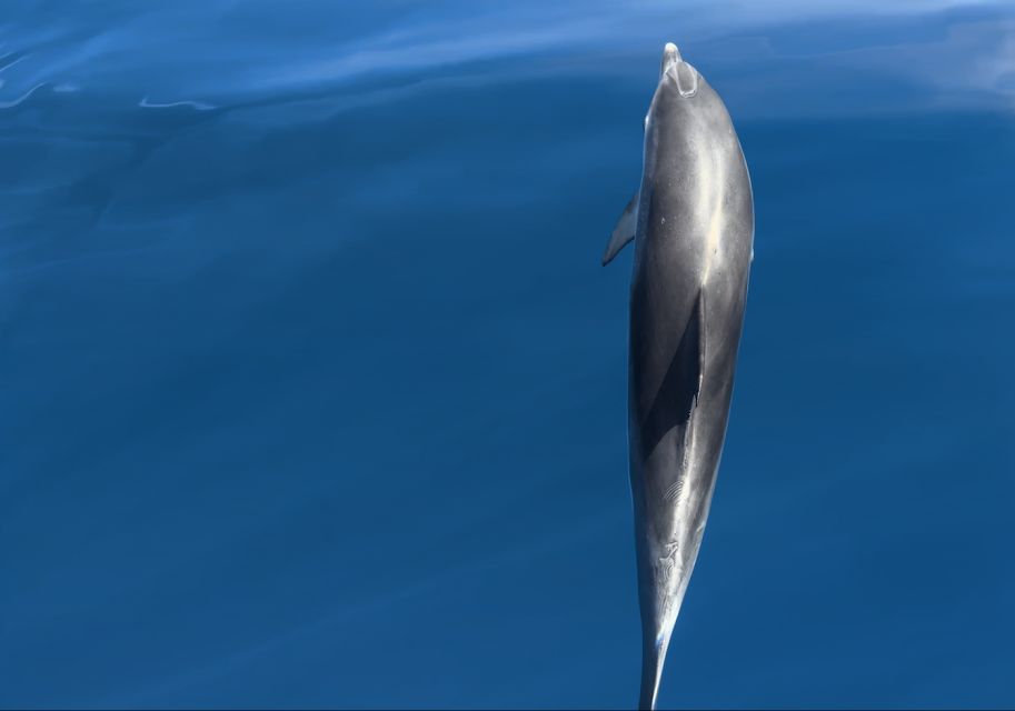 Costa Calma: Fuerteventura Dolphin Watching Zodiac Boat Tour - Dolphin Sightings and Wildlife