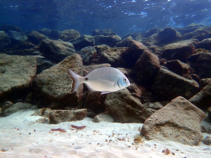 Costa Teguise: Snorkeling Tour With Instructor & Equipment - Cancellation Policy