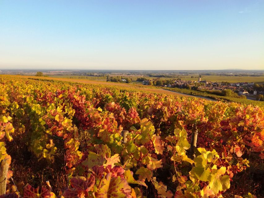 Côte De Beaune Private Local Wineries and Wine Tasting Tour - Pricing Information