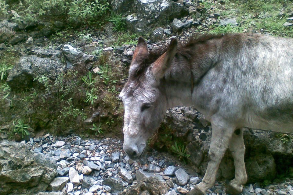 Crete: Samaria Gorge Hiking With Transfer and Expert Escort - Ratings Breakdown