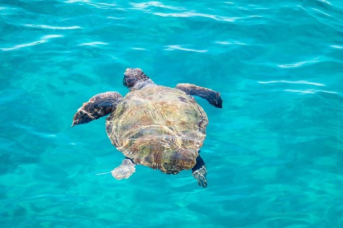 Cruise to Turtles Island and Caves With a Glass Bottom Boat - What to Expect on the Cruise