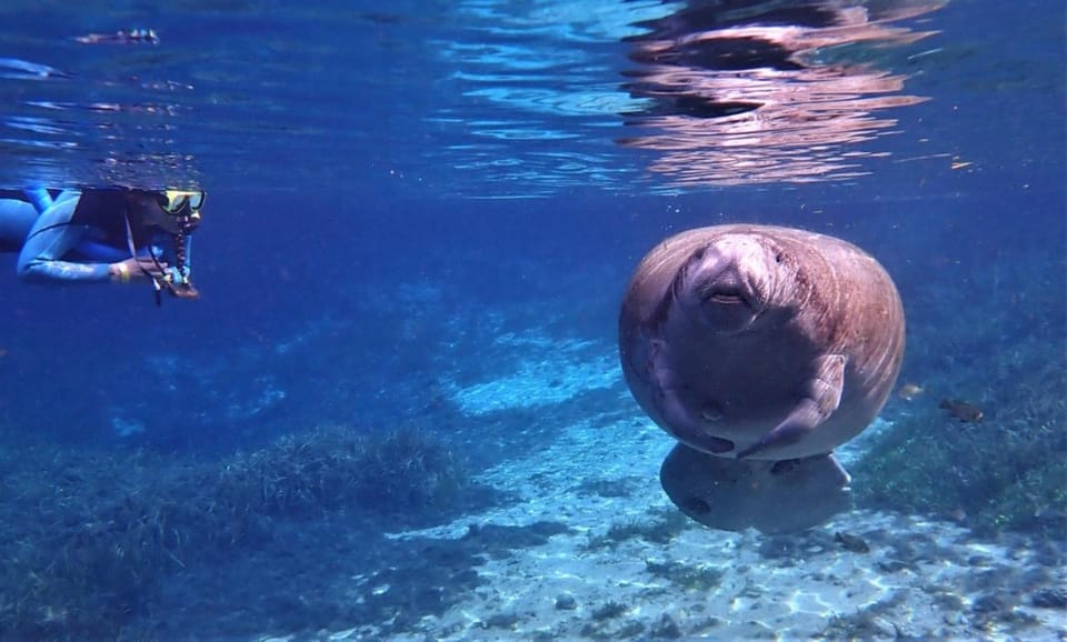 Crystal River: Kayak and Swim With Manatees Tour - Local Attractions