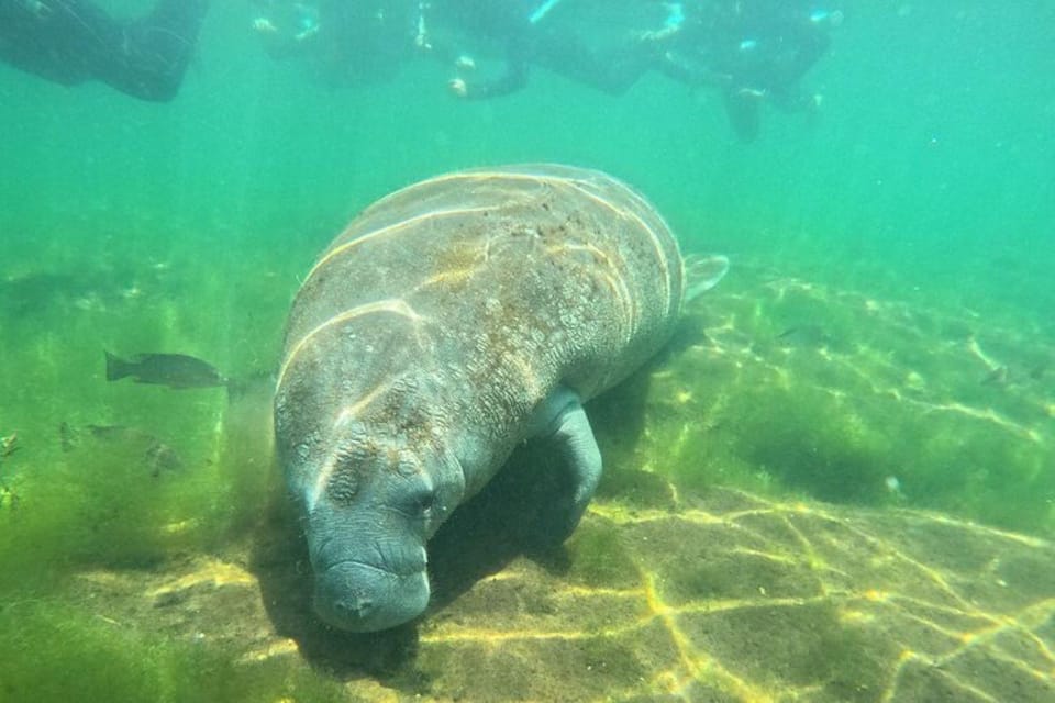 Crystal River: Manatee Snorkel With In-Water Guide - Preparation and Recommendations