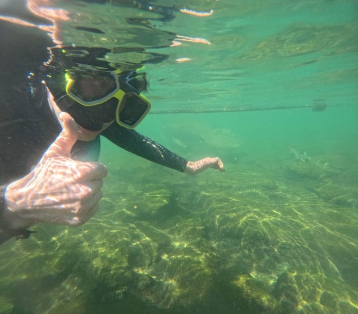 Crystal River: Springs Snorkeling Tour - Experience Highlights