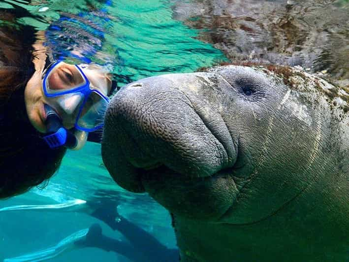 Crystal River: Swim and Snorkel With Manatees Tour - Customer Feedback