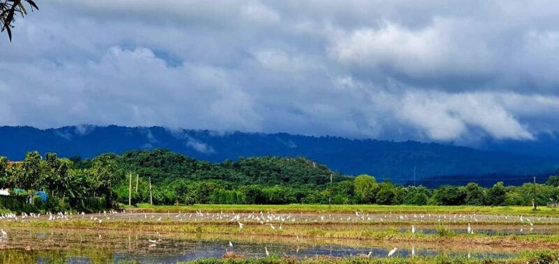 Cultural Immersion: Thai Cooking, Rice Farming, Eco Printing - Important Guidelines