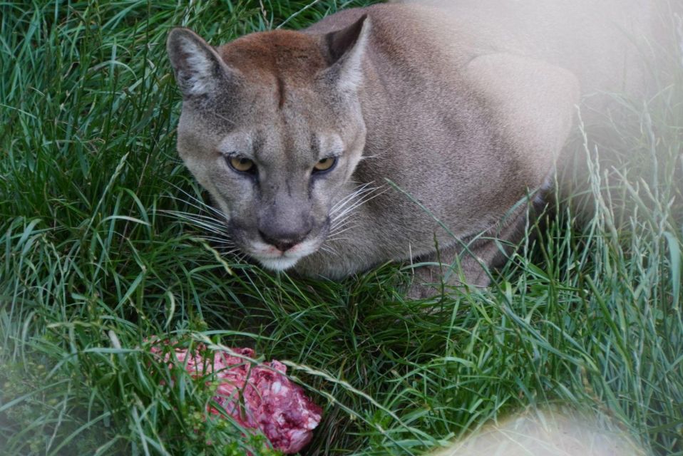 Cusco: Sanctuary of Animals Rescued Cochahuasi - Conservation Education Efforts