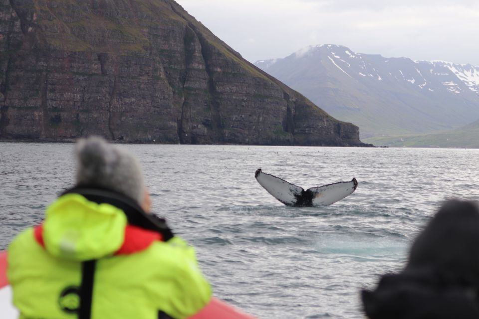 Dalvík: Whale Watching Speedboat Tour - Safety and Comfort Features