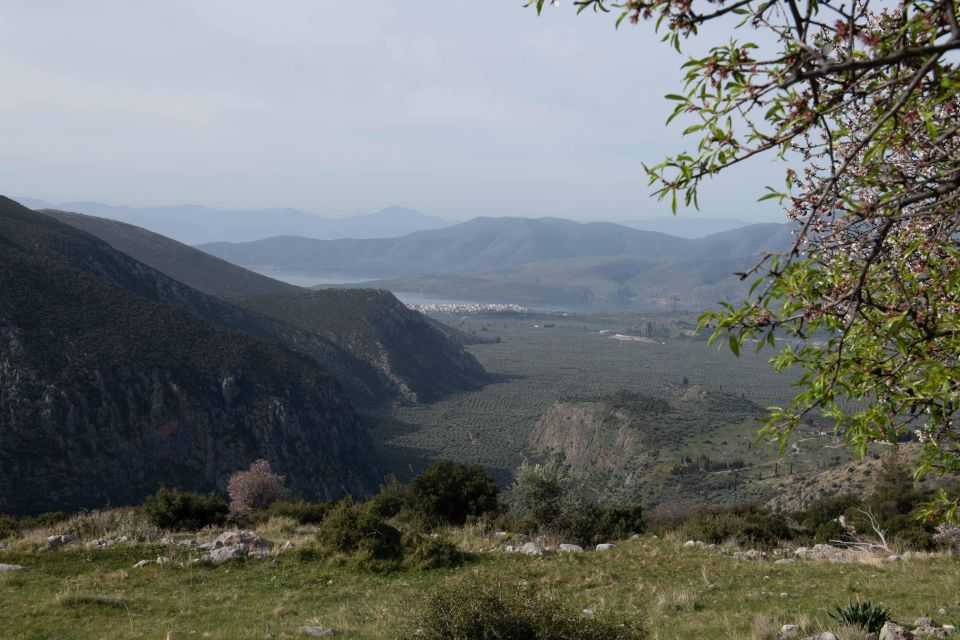 Delphi: Easy Hike on Ancient Path Through the Olive Groves - Preparation and Important Information