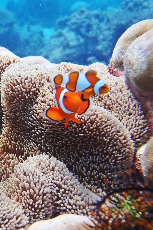 Discover Scuba Diving in Boracay - Safety and Restrictions