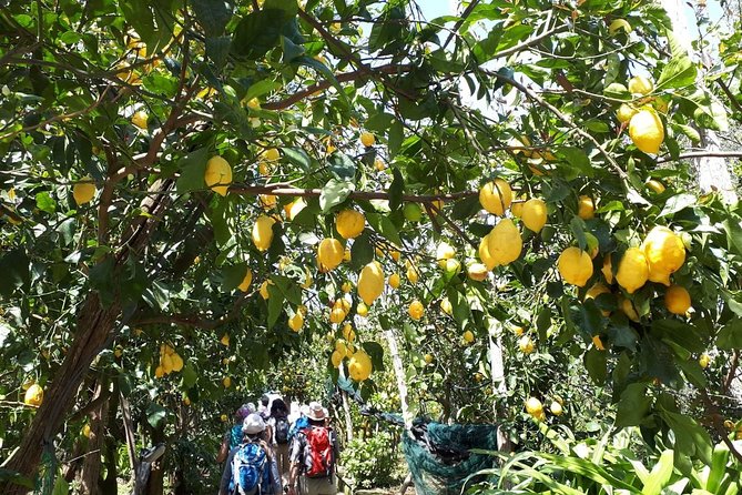 DISCOVER Sorrento, Food &Walking Tour . Lemons-Cheese&Olive Oil - Local History and Traditions