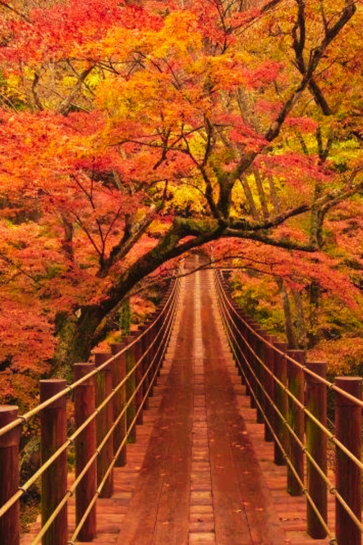 Discover the Magic of Autumn in Ibaraki! - Group Booking Options