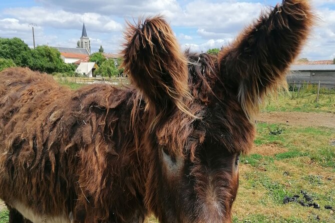 Discovery Day in the Footsteps of Baudet Du Poitou - Passionate Breeders and Their Commitment