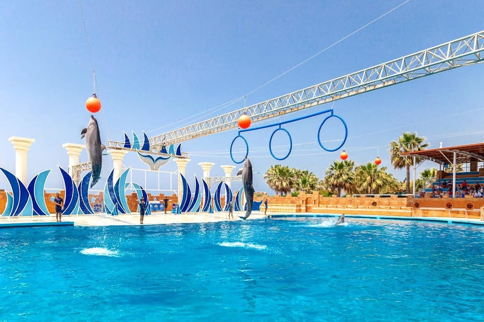 Dolphin Park Entry With Live Show and Pickup - Language Options Available