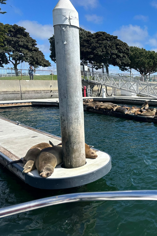 Dolphin Sightings Tour - Highlights of the Experience