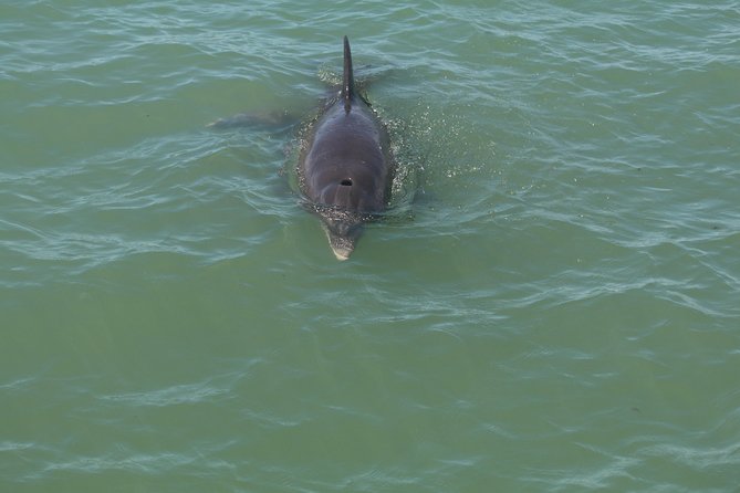 Dolphin Tour on a Private Boat - Meeting Location