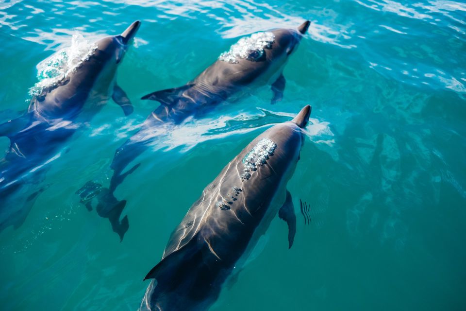 Dolphin Watching in Trincomalee - Availability and Meeting Point