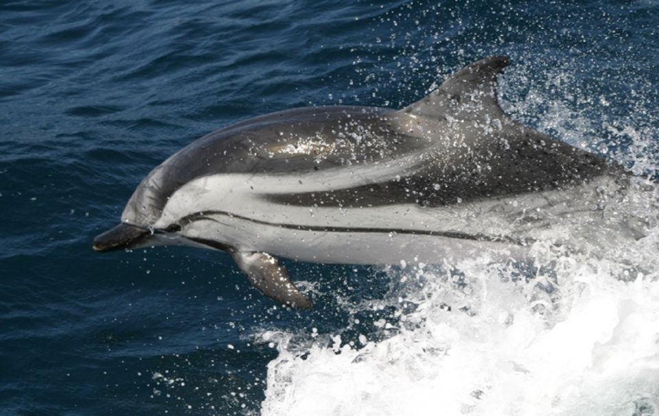 Dolphins Watching With Beach Day in Tarifa From Seville - Departure Locations and Return