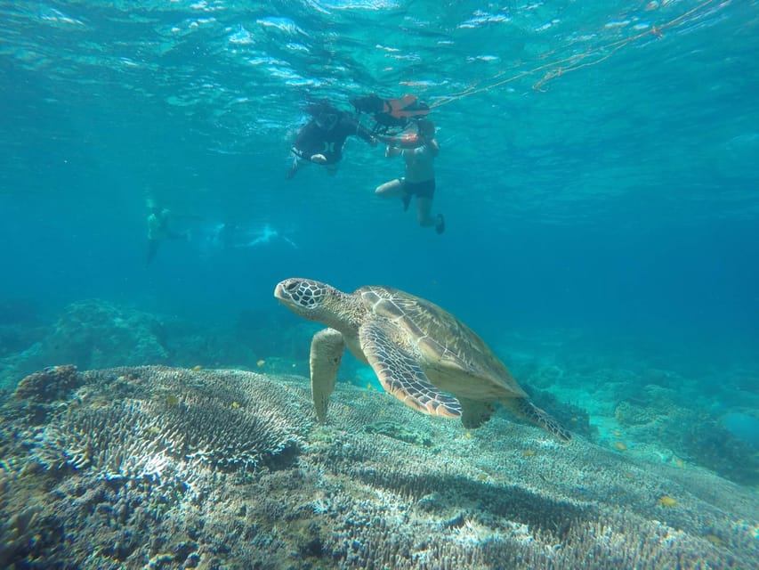 Dumaguete: Apo Island Snorkeling and Hiking Joiners Tour - Customer Feedback and Issues