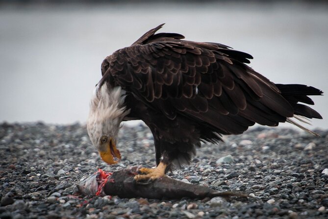 Eagle Preserve Float Trip in Haines - Participant Requirements