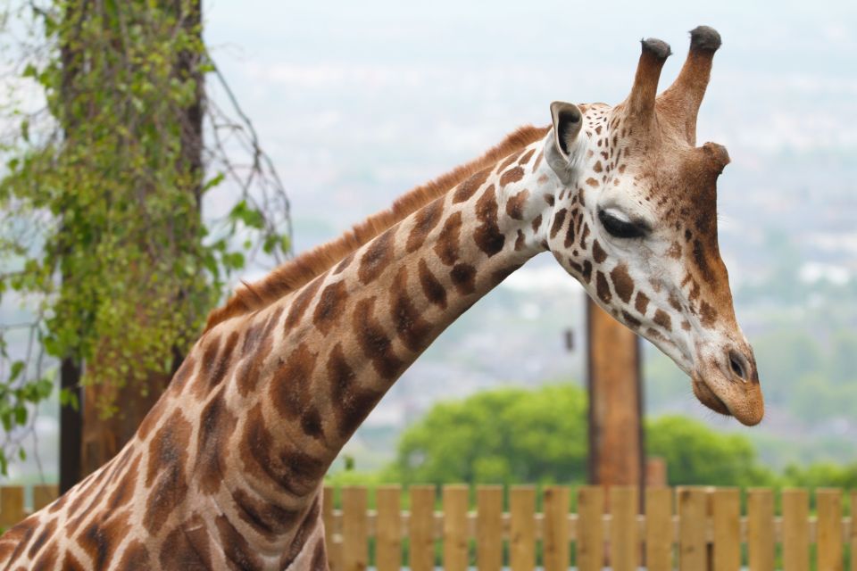 Edinburgh Zoo Entrance Ticket - Visitor Ratings