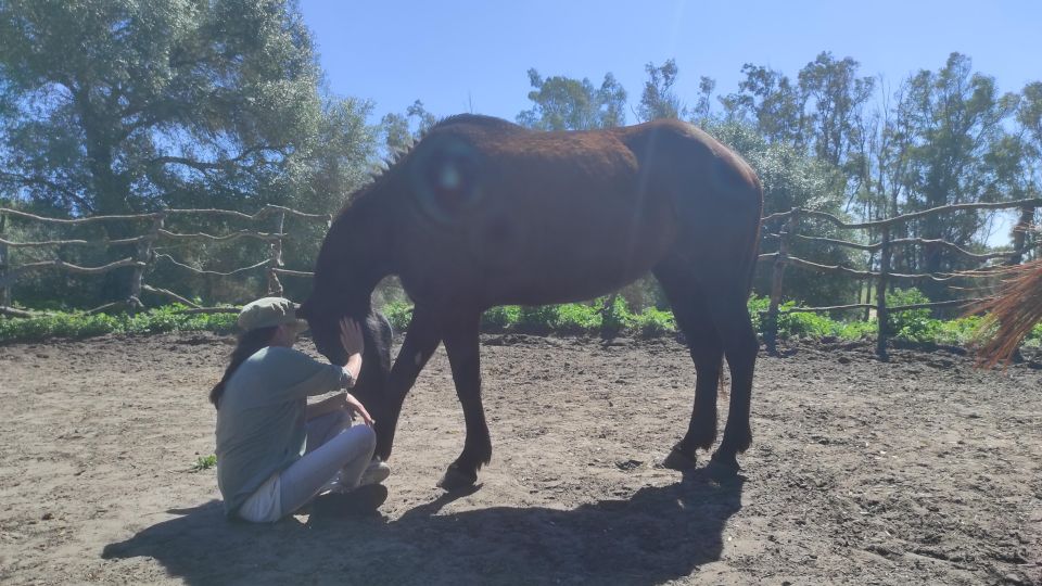 El Palmar: Reconnect Thanks to Coaching With Horses - Interaction With Horses