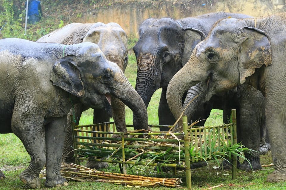 Elephant Care With Wat Umong, Doi Suthep and Night City View - Customer Reviews