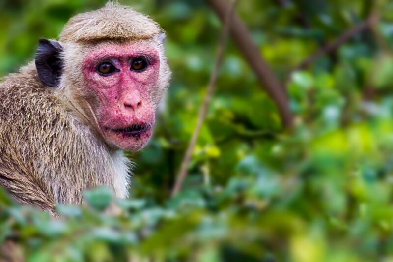 Ella: Safari Day Trip to Yala & Udawalawe W/ Picnic Lunch - Pricing and Bookings