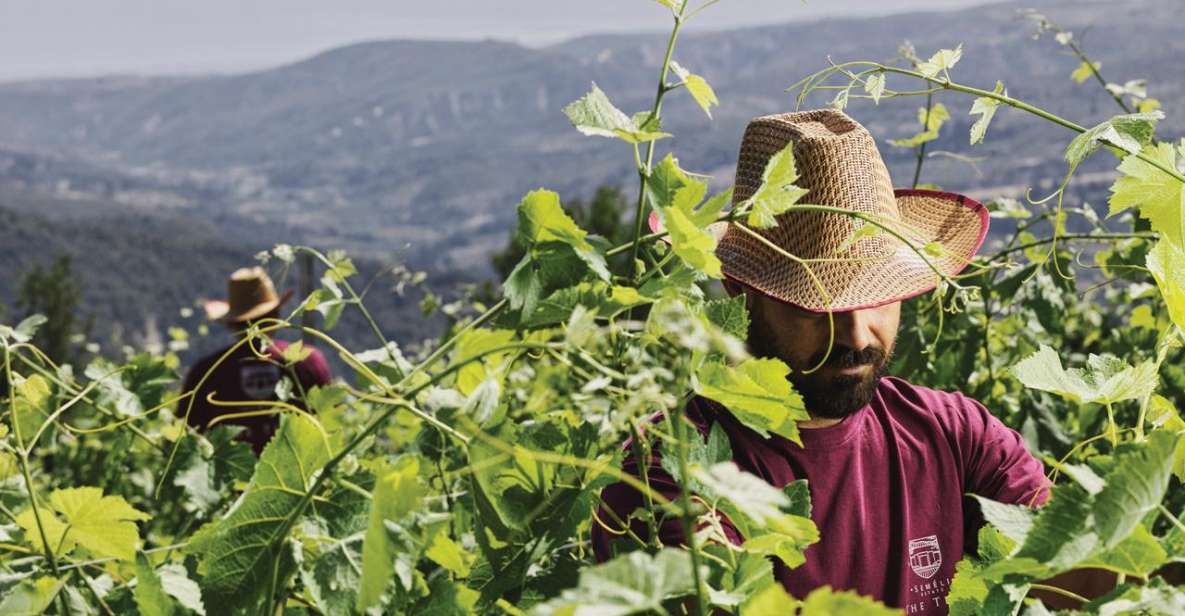 Enjoy a Unique All Day Wine Tasting Tour in Nemea - Frequently Asked Questions