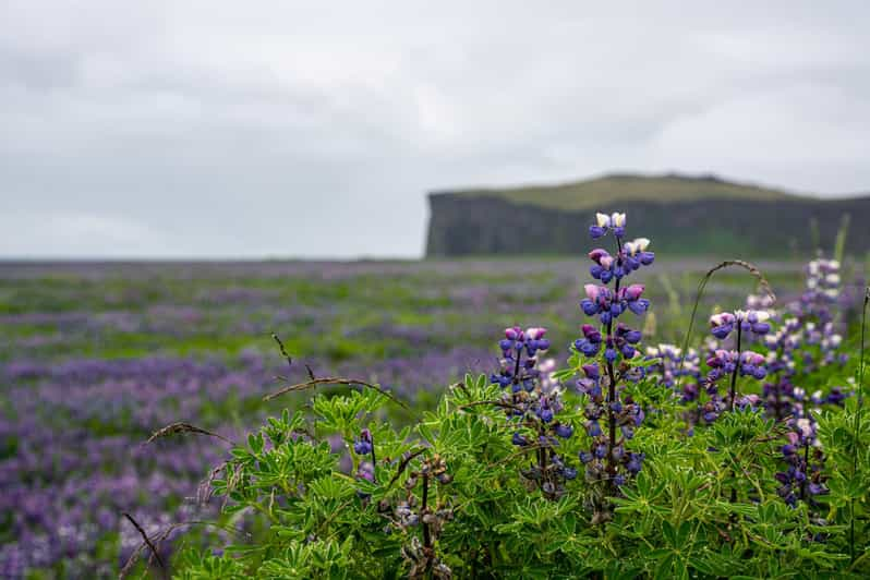 Epic South Coast of Iceland Private Tour From Reykjavík - Tour Inclusions