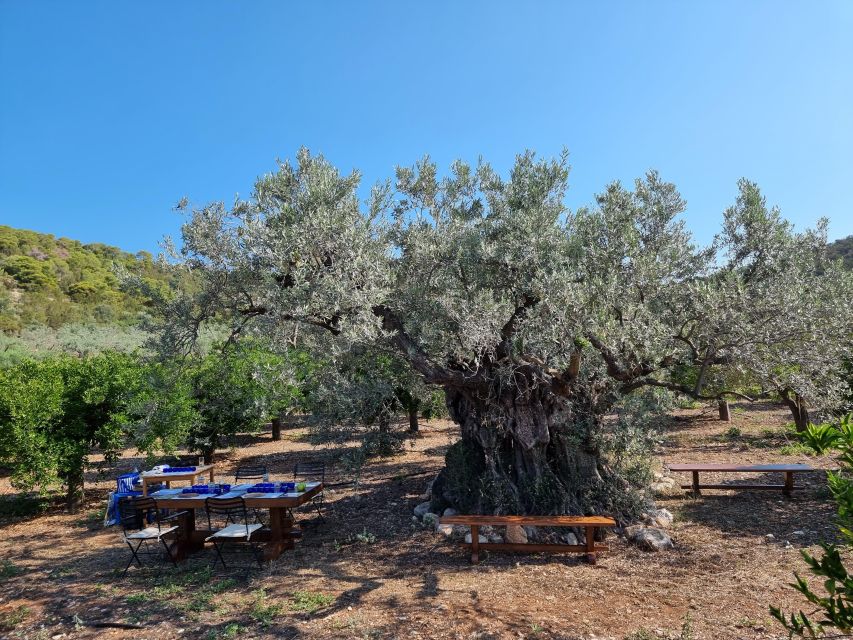 Ermioni: Olive Oil Tasting & Millennial Olive Tree Tour - Millennial Olive Tree Tour