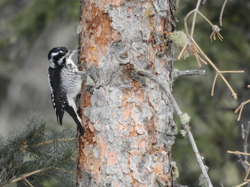 Estes Park: Birds of Colorado Speaker Series - Participant Guidelines