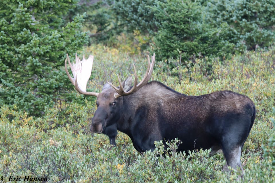 Estes Park: Rocky Mountain National Park Safari Tour - Duration and Starting Point