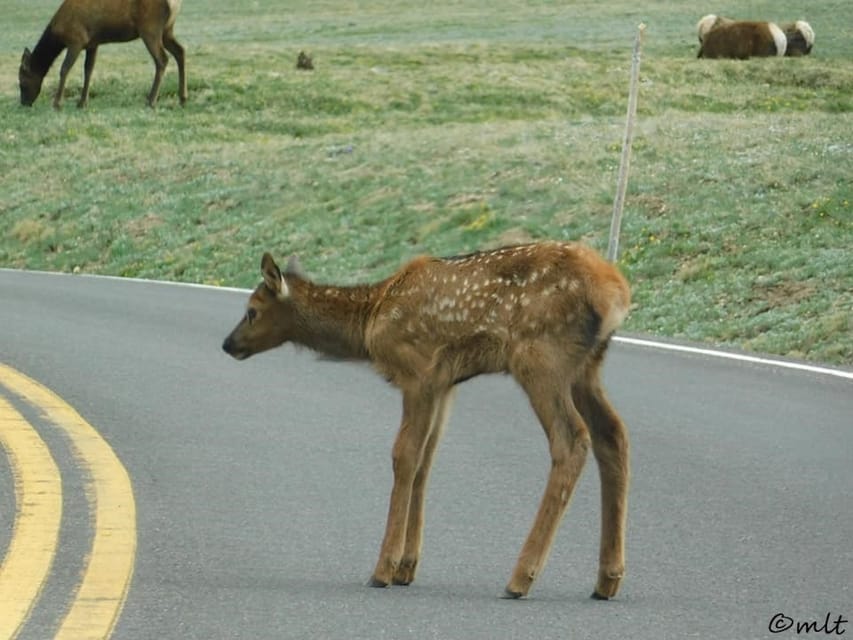 Estes Park: Rocky Mountain National Park Safari Tour - Guide and Transportation