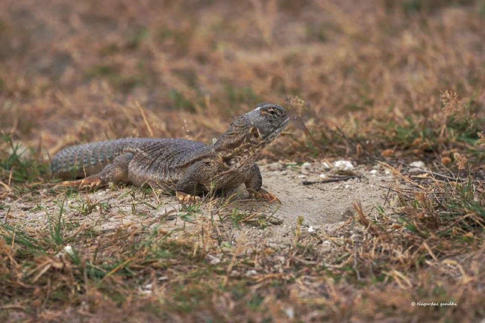 Explore The Desert National Park With Experience Guide - Itinerary and Main Activities