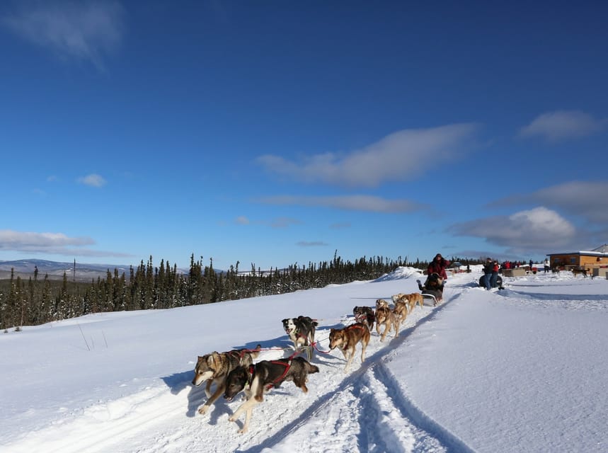 Fairbanks: 1-Hour Alaskan Winter Dog Sledding Adventure - Important Booking Information