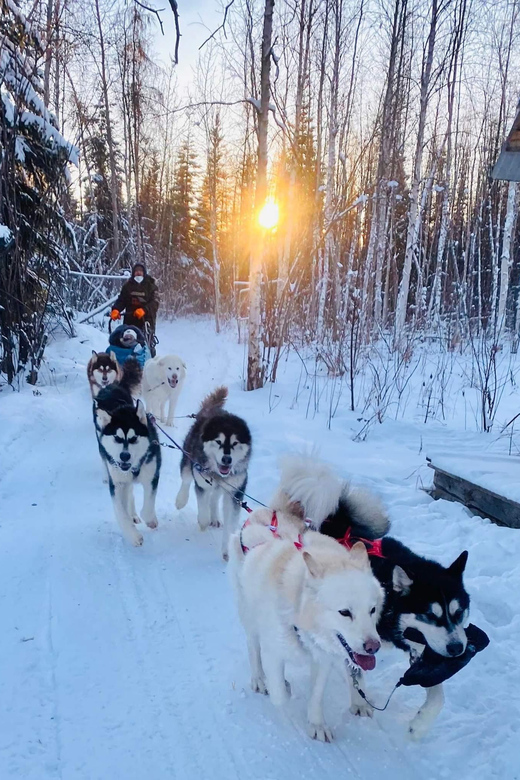 Firewalkers Alaskan Malamutes the State Dog of Alaska - Essential Tips for Participants