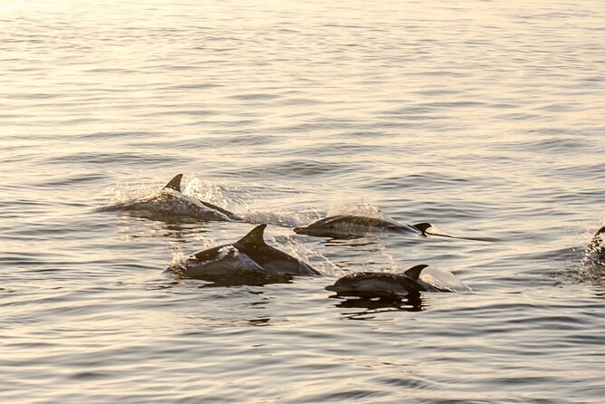 Fishing Trip Costa Del Sol 2 Hours - Highlights From Travelers