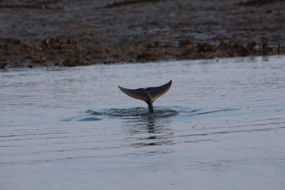 Folly Beach Dolphin Viewing Boat Excursion - Participant Guidelines