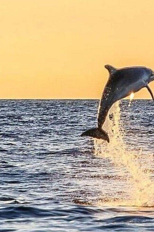 Fort Walton: Dolphin Discovery and Snorkeling Cruise - Participant Information