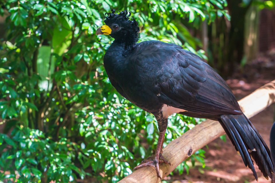 Foz Do Iguaçu: Bird Park Experience - Guided Tour Benefits