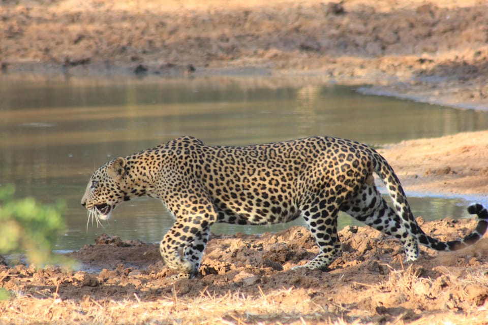 From: Ahungalla/Ambalangoda/Kosgoda/Balapitiya - YALA Safari - Pickup and Drop-off