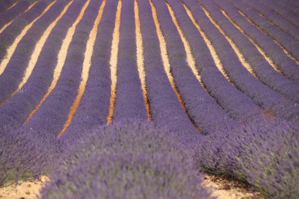 From Aix-En-Provence: Lavender Experience & Gorges Du Verdon - Tour Guide Information