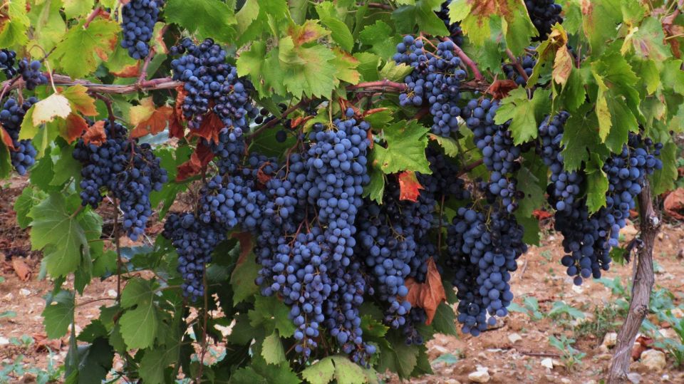 From Aix-en-Provence: Wine Tour in Cezanne Countryside - What to Bring