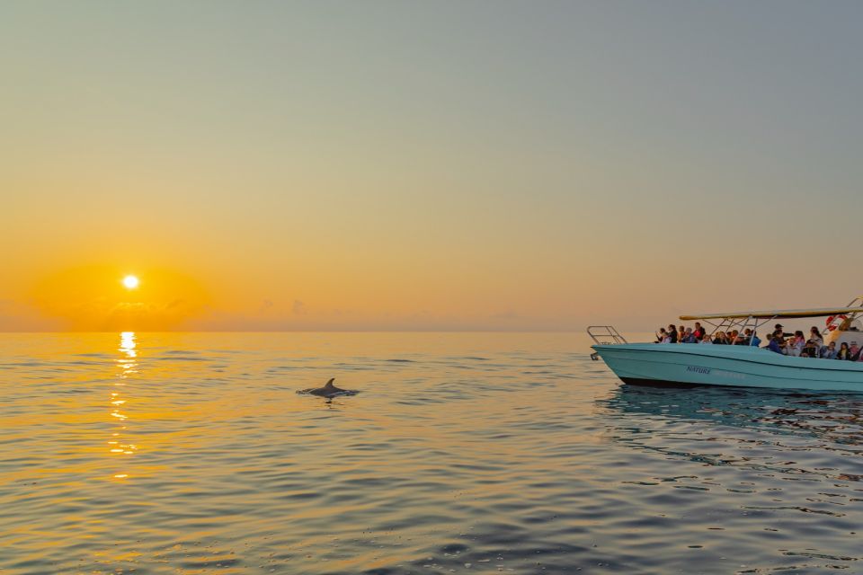 From Alcudia: Sunrise Dolphin Watching Boat Tour - Pickup and Drop-off Locations