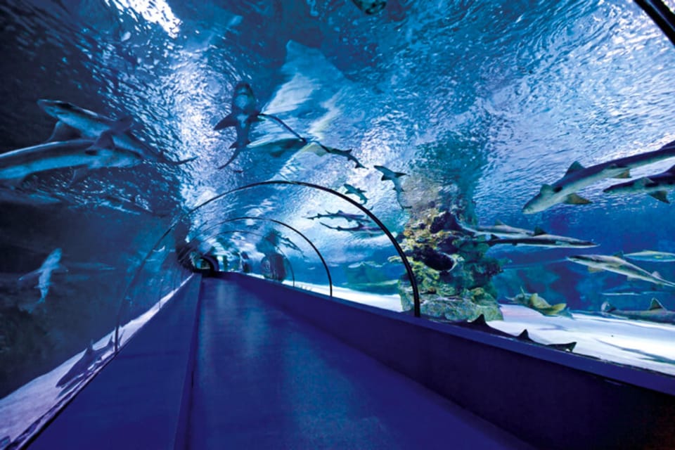 From Antalya All Region: Antalya Aquarium With Transfer - Excluded Services