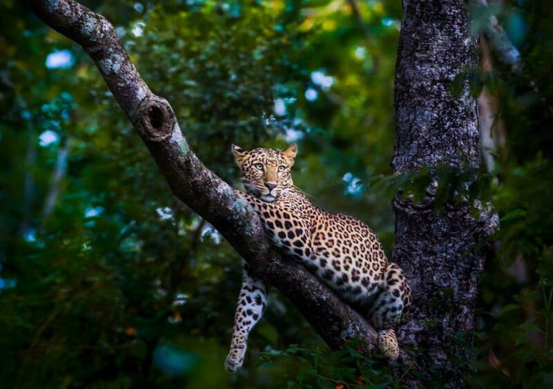 From Anuradhapura: Full-Day Wilpattu National Park Safari - National Park Highlights