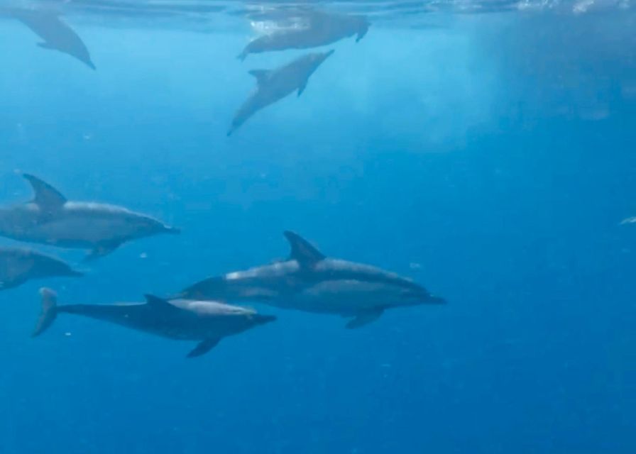 From Benalmádena & Torremolinos: Dolphin Watch Boat Trip - Amenities and Inclusions