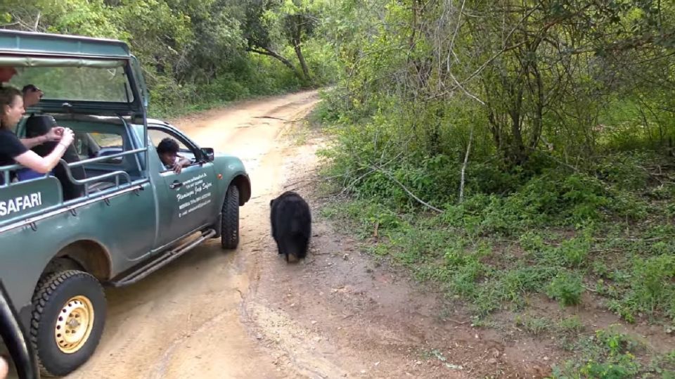 From Bentota: Elephant Transit Camp and Udawalawe Safari - Pricing and Reservations